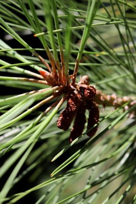 Pinus ponderosa - borovice těžká - prašníky